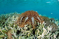 Crown of thorns starfish feed on coral {Acanthaster planci} Lembeh strait, Sulawesi Indonesia