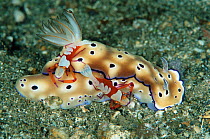 Dorid nudibranch {Risbecia tryoni} with pair of commensal Imperial shrimps {Periclimenes imperator / Zenopontonia rex} Lembeh straits, Sulawesi, Indonesia