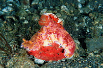 Chromodorid nudibranch {Ceratosoma tenue} laying egg mass + commensal Imperial shrimp {Periclimenes imperator / Zenopontonia rex} Lembeh straits, Sulawesi, Indonesia
