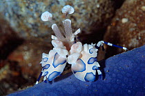 Harlequin shrimp {Hymenocera elegans} feeding on starfish {Linckia laevigata} Philippines