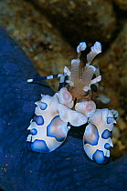 Harlequin shrimp {Hymenocera elegans} feeds on starfish {Linckia laevigata}