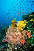 Barrel sponge {Xestospongia testudinaria} + Crinoids on coral reef. Philippines Anilao