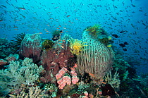 Barrel sponge {Xestospongia testudinaria} + Crinoids on coral reef. Philippines. Anilao, Batangas