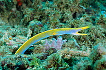 Ribbon eel in male blue phase {Rhinomuraena quaesita} Sulawesi, Indonesia - species is hermaphrodite changing sex from male to female; juveniles are black, male is blue underneath , and final female p...