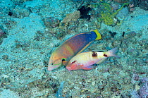 Multibarred goatfish {Parupeneus multifasciatus} feeds close to Clown wrasse (Yellowtail coris/ Coris gaimardi} which hunts by turning over rock and coral. Philippines Anilao, Batangas