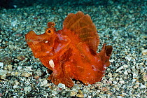 Weedy scorpionfish {Rhinopias argoliba}  Sulawesi, Indonesia