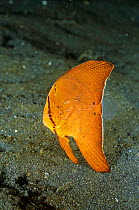 Circular / Round batfish juvenile {Platax orbicularis} Lembeh, Sulawesi, Indonesia