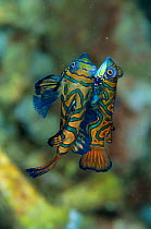 Mandarin fish mating {Synchiropus splendidus} Lembeh, Sulawesi, Indonesia