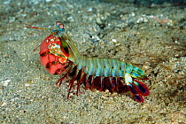 Mantis shrimp carrying eggs {Odontodactylus scyllarus} Sulawesi, Indonesia
