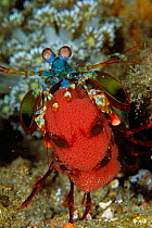 Mantis shrimp carrying eggs {Odontodactylus scyllarus} Lembeh, Sulawesi, Indonesia
