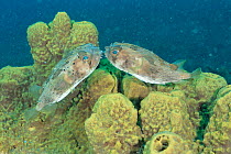Balloon fish / Freckled porcupinefish {Diodon holocanthus} mating pair. Lembeh, Sulawesi, Indonesia