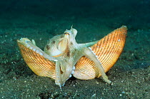 Veined / Marginated octopus {Octopus marginatus} carries shell across seabed before climbing into it for protection. Shells are found in seabed and dug up and cleaned by octopus. Lembeh, Sulawesi, Ind...