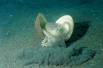 Veined / Marginated octopus {Octopus marginatus} climbs into shell for protection and buries it in seabed using its funnel and legs. Shells are found in seabed and dug up and cleaned by octopus. Lembe...