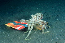 Veined / Marginated octopus {Octopus marginatus} carrying shell across seabed for protection notices crisp bag and collects that too. Lembeh, Sulawesi, Indonesia
