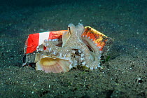 Veined / Marginated octopus {Octopus marginatus} holds crisp bag against back for protection. Lembeh, Sulawesi, Indonesia