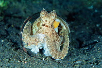 Veined / Marginated octopus {Octopus marginatus} seeks protection in beer glass on seabed. Lembeh, Sulawesi, Indonesia
