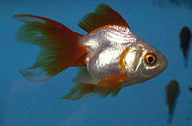 Red oranda goldfish {Carassius auratus} Freshwater aquarium, UK