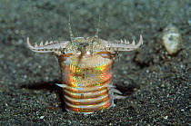 Bobbit worm {Eunice sp} large predatory polychaete  Anilao, Batangas, Philippines