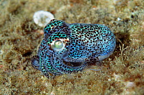 Mimika bobtail squid {Euprymna morsei} Lembeh, Sulawesi, Indonesia