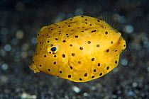 Cube trunkfish / Boxfish {Ostracion cubicus} Lembeh, Sulawesi, Indonesia