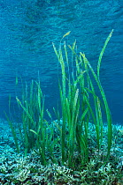 Sea grass / turtle grass {Ehalus acoroides} Lembeh, Sulawesi, Indonesia
