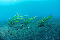 Sea grass (turtle grass) {Ehalus acoroides} Lembeh, Sulawesi, Indonesia