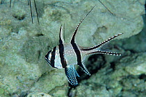 Banggai cardinalfish {Pterapogon kauderni} Lembeh, Sulawesi, Indonesia