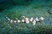 Bamboo shark juvenile {Chiloscyllium punctatum} Lembeh, Sulawesi, Indonesia
