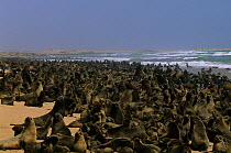 Large colony of South african cape fur seals{Arctocephalus pusillus pusillus} Cape Frio, Namibia