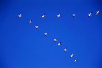 Snow geese fly in V formation {Chen caerulescens} Bosque del Apache, NM, USA.