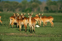 Lechwe female herd {Kobus leche} Moremi Wildlife Reserve, Botswana