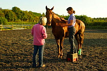 Equine physiotherapist at work on horse, Hampshire UK
