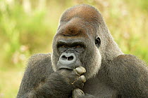 Head portrait of male silverback Western lowland gorilla {Gorilla gorilla gorilla} with fingers in mouth - captive