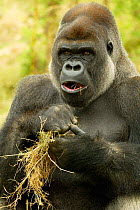 Male silverback Western lowland gorilla eating grass {Gorilla g gorilla} UK