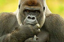 Head portrait of male silverback Western lowland gorilla {Gorilla g gorilla} with fingers in mouth, UK