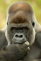 Head portrait of male silverback Western lowland gorilla {Gorilla g gorilla} with fingers in mouth, UK