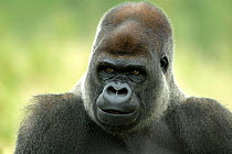 Head portrait of male silverback Western lowland gorilla {Gorilla gorilla gorilla} UK