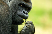 Male silverback Western  lowland gorilla feeding {Gorilla gorilla gorilla} UK