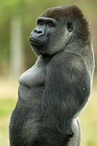 Male silverback Western lowland gorilla standing portrait {Gorilla gorilla gorilla} UK