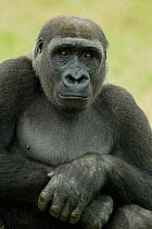 Sitting portrait of Western lowland gorilla {Gorilla  gorilla gorilla} UK