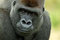 Head portrait of male silverback Western lowland gorilla {Gorilla gorilla gorilla} UK