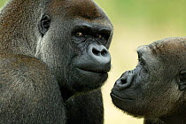 Two Western lowland gorillas face to face {Gorilla gorilla gorilla} UK