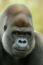 Head portrait of male Ssilverback Western lowland gorilla {Gorilla gorilla gorilla} UK