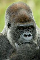 Head portrait of male silverback Western lowland gorilla {Gorilla gorilla gorilla} with fingers in mouth UK