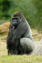 Male silverback Western lowland gorilla sitting portrait {Gorilla gorilla gorilla} Port Lympne zoo, UK