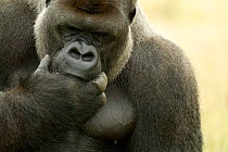 Portrait of male silverback Western Lowland gorilla {Gorilla gorilla gorilla} with fingers in mouth UK
