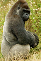 Male silverback Western lowland gorilla sitting portrait {Gorilla gorilla gorilla} UK