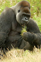 Male silverback Western C lowland gorilla sitting and eating {Gorilla gorilla gorilla} UK