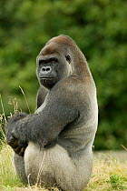 Male silverback Western lowland gorilla sitting portrait {Gorilla gorilla gorilla} UK