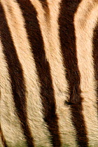 Close up of striped Common zebra skin {Equus quagga} Etosha National Park, Namibia